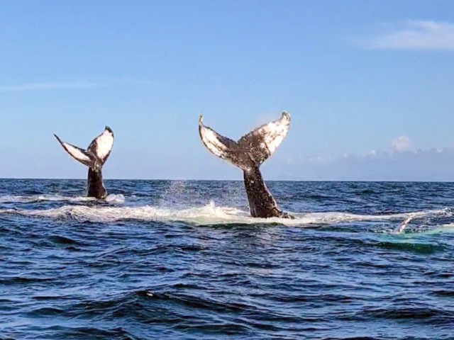 Whalewatching at Samaná